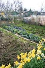 Potager
